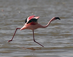 Flamingo i Lake Abiata